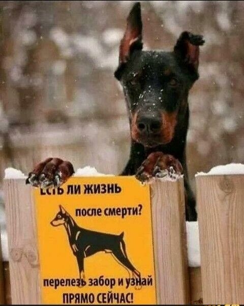 п ПИ ЖИЗНЬ после перчи перепе забор и у ПРЯМО СЕЙЧАС