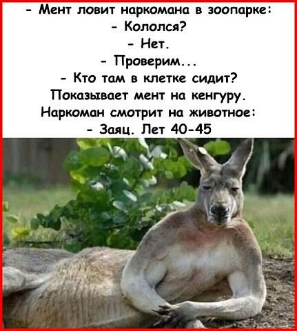 _ МЗКТ ЛОВИТ НПРКОМОНП В зоопарке Кололи Нет Проверим Кто там в клетке сидит Показывает мент нц кенгуру Наркоман смотрит нп животное Заяц Лет 40415