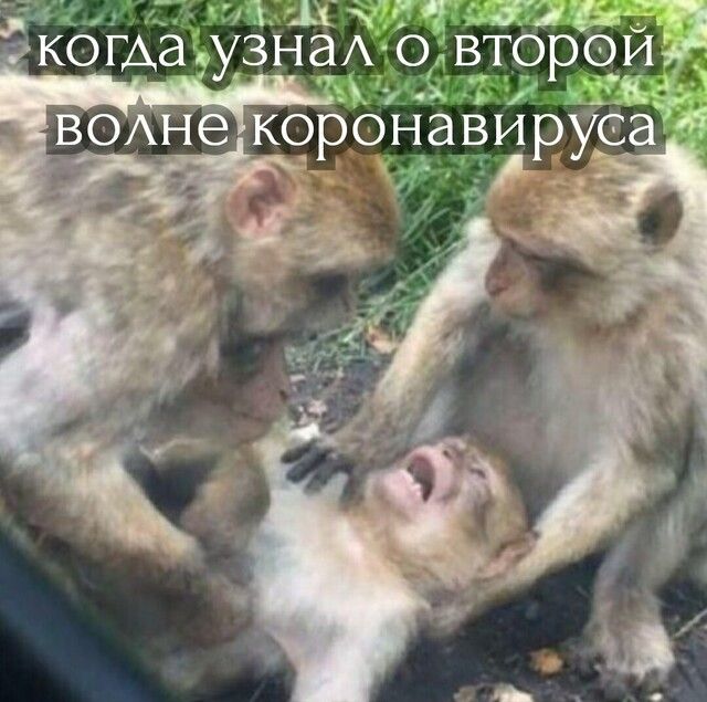 к ддт ьы когда узна7А о второё 7 в_оАНё коронавирус ад