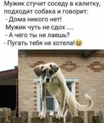 Мужик стучит соседу в калитку подходит собака и говорит дома никого нет Мужик чуть не сдох А чего ты не паешь Пугать тебя не хотела