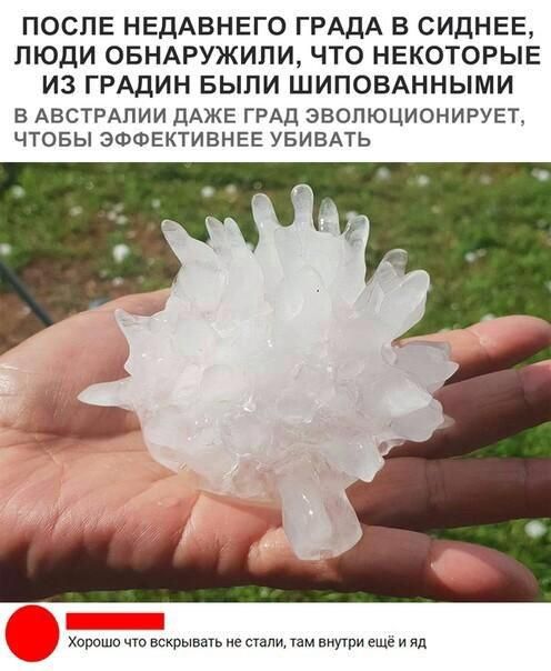 ПОСЛЕ НЕДАВНЕГО ГРАДА В СИДНЕЕ ЛЮДИ ОБНАРУЖИЛИ ЧТО НЕКОТОРЫЕ ИЗ ГРАДИН БЫПИ ШИПОВАННЫМИ В АБСТРАПИИ дАЖЕ ГРАД ЭВОЛЮЦИОНИРУЕТ ЧТОБЫ ЭФФЕКТИБНЕЕ УБИВАТЬ Хороши чт вскрывать не стали там внутри еще и яд