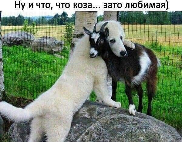 Ну и что что коза зато любимая