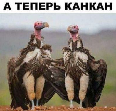 А ТЕПЕРЬ КАНКАН