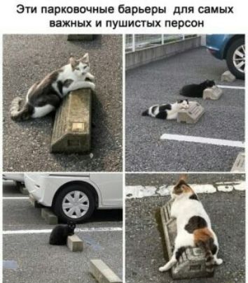 эти парковочные барьврн для самых важных и пушистых персон