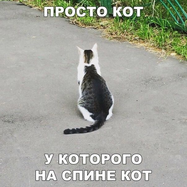 7 ЁЁ БЛА ШШЁПЁ 1