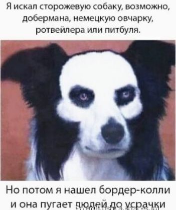 я пороженую собаку возможно довермзнд немецкую овчарку ротнеипера или питбуля Но потом я нашел бордер колли и она пугает дюдеидц упр и