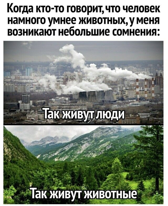 когда КТО ТО ГОВОРИТ ЧТО ЧЕЛОВЕК НЭМНОГО умнее ЖИВОТНЫХУ меня ВОЗНИКЗЮТ небольшие СОМНЕНИЯ Ё Ё _Так живутИд ЗРТНЬе