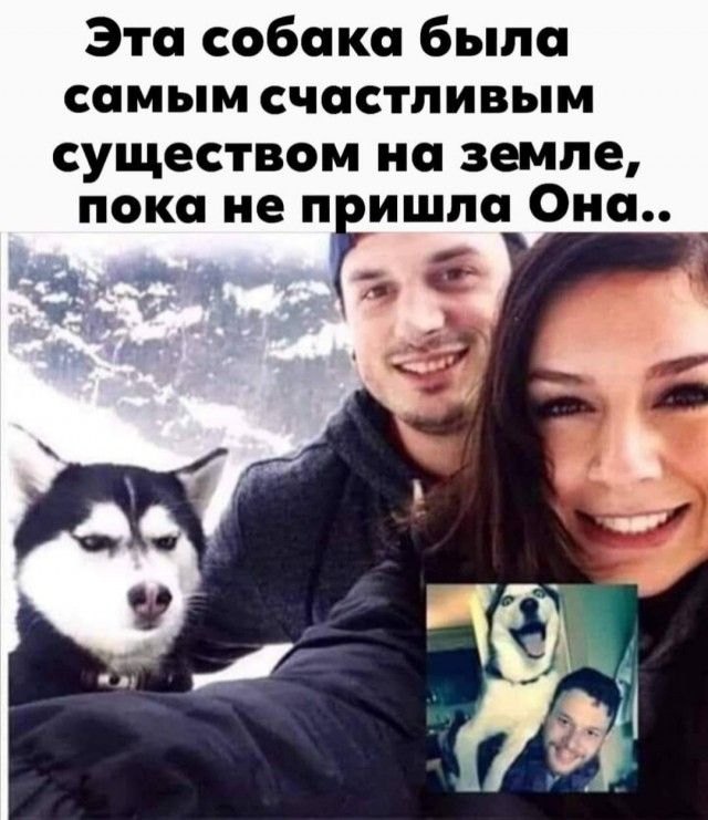 Эта собака было самым счастливым существом на земле пока не пгишпа Она