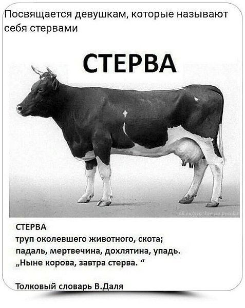 ПОСВЯЩЗЭТСЯ девушкам которые НЭЗЫВЭЮТ себя стервами СТЕРВА СТЕРВА труп вквпевшего животного скита падаль мертввчина дохлятина упадь Ныне корова завтра стерва Толковый слова Ь В аля