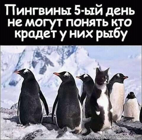 Пингвины 5 ый день не могут понять кто крадет у них рыбу
