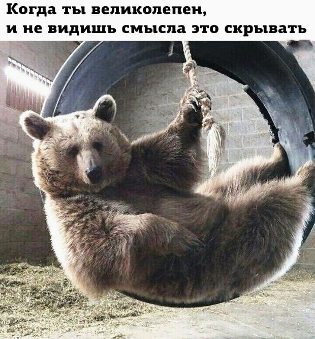 Когда ты великолепен и не видишь смысла это скрывать _