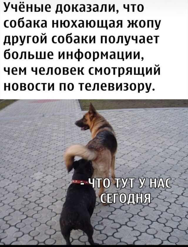 Учёные доказали что собака нюхающая жопу другой собаки получает больше информации чем человек смотрящий новости по телевизору