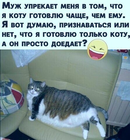 Муж упгвкдвт меня в том что я коту готовлю чдщв чем ему я вот шмдю призндвпься или нет что я готовлю только коту А он просто догмы