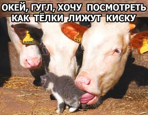 ОКЁЙ ГУ__ГЛХ0ЧУ ПОСМОТРЁТЬ КАКТЁЛКИ ЛИЖУТ КИСКУ