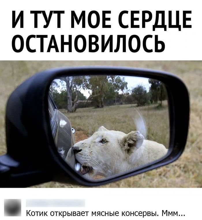И ТУТ МОЕ СЕРДЦЕ ОСТАНОВИЛОСЬ Котик открывает мясные консервы МММ