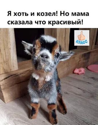 Я хоть и козел Но мама сказала что красивый