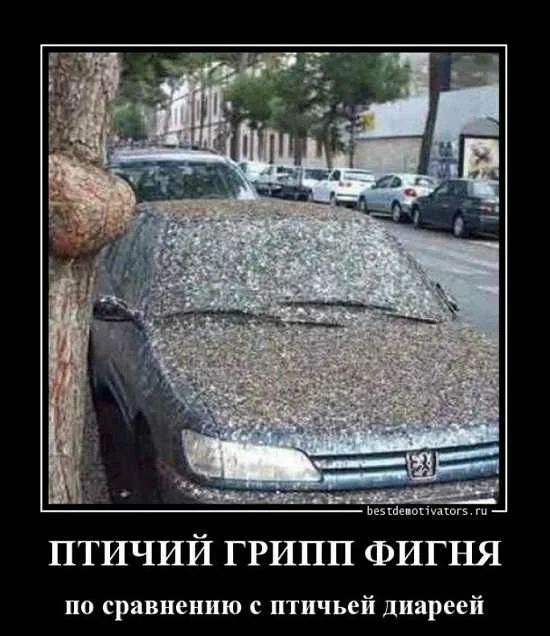 Вещие опиши ПТИЧИЙ ГРИПП ФИГНЯ по сравнению с птичьей диареей
