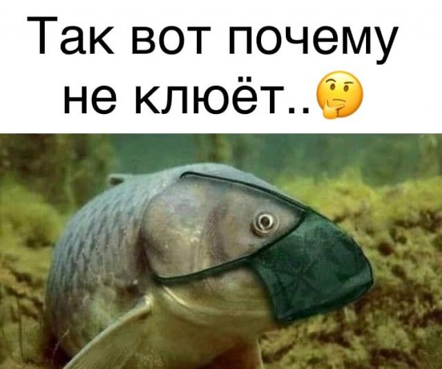 Так вот почему не клюёт