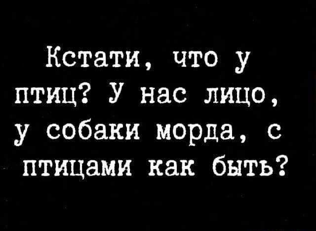 Кстати что у птиц У нас лицо у собаки морда с птицами как быть