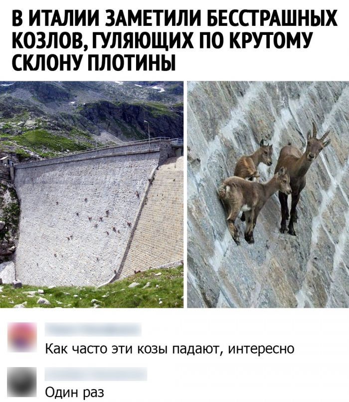 В ИТАЛИИ ЗАМЕТИЛИ БЕСПРАШНЫХ КОЗЛОВ ГУЛЯЮЩИХ П0 КРУТОМУ СКЛОНУ ПЛОТИНЫ Один раз Как часто эти козы падают интересно