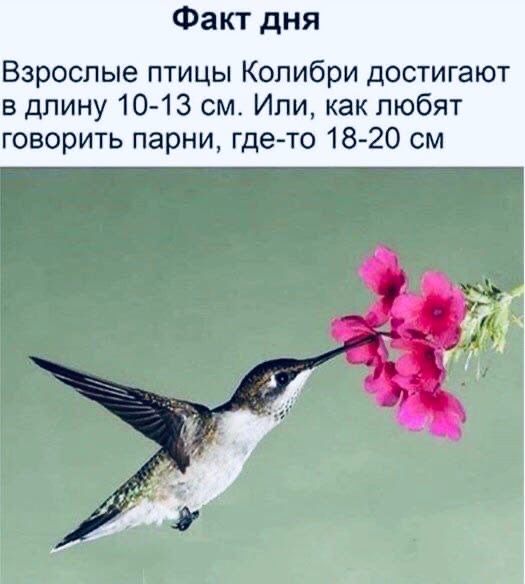 Факт дня Взрослые птицы Колибри достигают в длину 1013 см Или как любят говорить парни где то 18 20 см