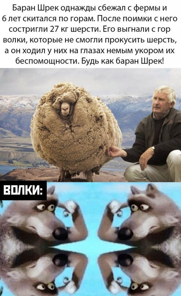 Баран Шрек однажды сбежал с фермы и 6 лет скитался по горам После поимки с него состригпи 27 кг шерсти Его выгнали с гор волки которые не смогли прокусить шерсть а он ходил у них на глазах немым укором их беспомощности Будь как баран Шрек