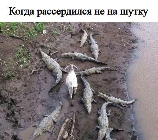 Когда рассердился не на шугку 7