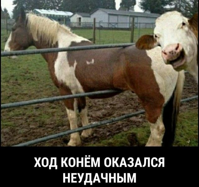 ХОД КОНЁМ ОКАЗАЛСЯ НЕУДАЧНЫМ
