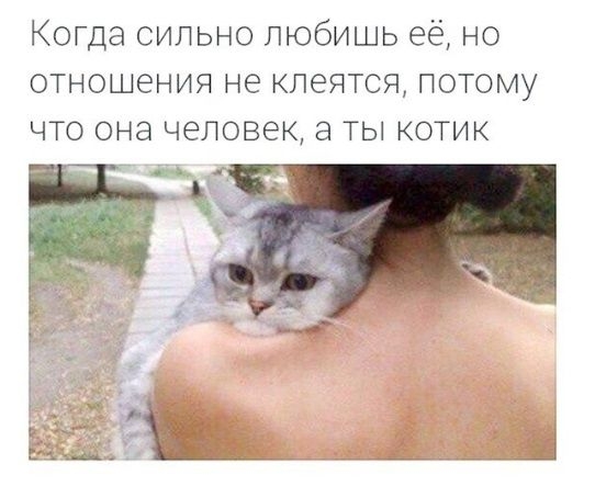 Когда сильно любишь её но отношения не клеятся потому что она человек а ты котик