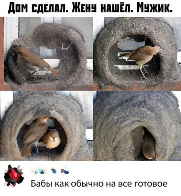 А Бабы как обычно на все готовое