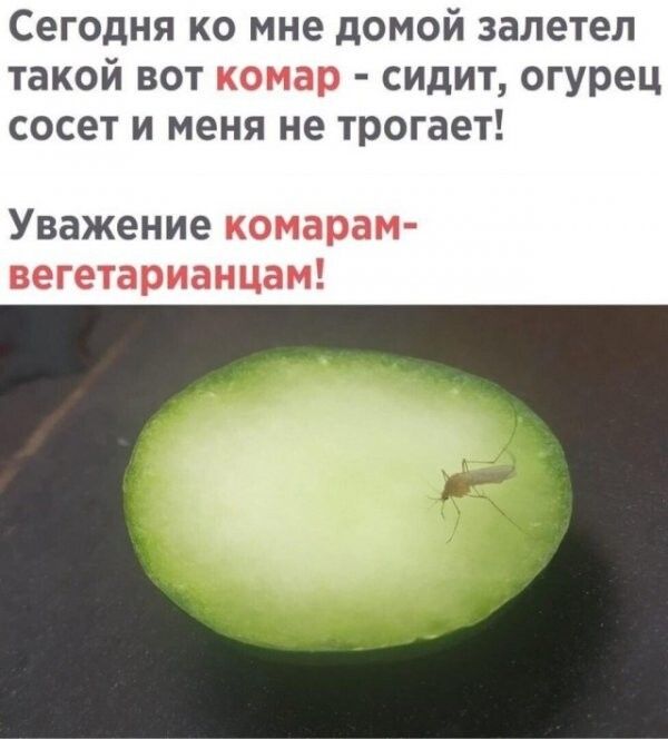 Сегодня ко мне домой залетел такой вот комар сидит огурец сосет и меня не трогает Уважение комарам вегетарианцам