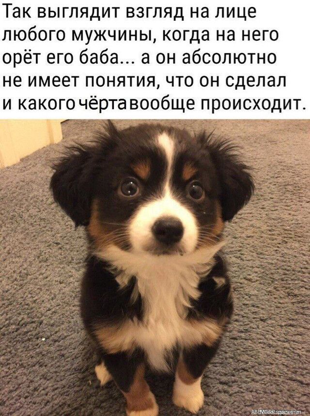Так выглядит взгляд на лице любого мужчины когда на него орёт его баба а он абсолютно не имеет понятия что он сделал и какого чёрта вообще происходит Аветё2ьчшт