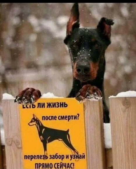 ЦпБ И ЖИЗНЬ после смерти переда забор и р__ прямо ЕЙЧШ