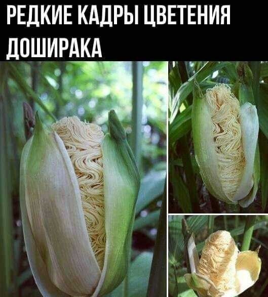 РЕДКИЕ КАДРЫ ЦВЕТЕНИЯ ЦПШИРАКА іх