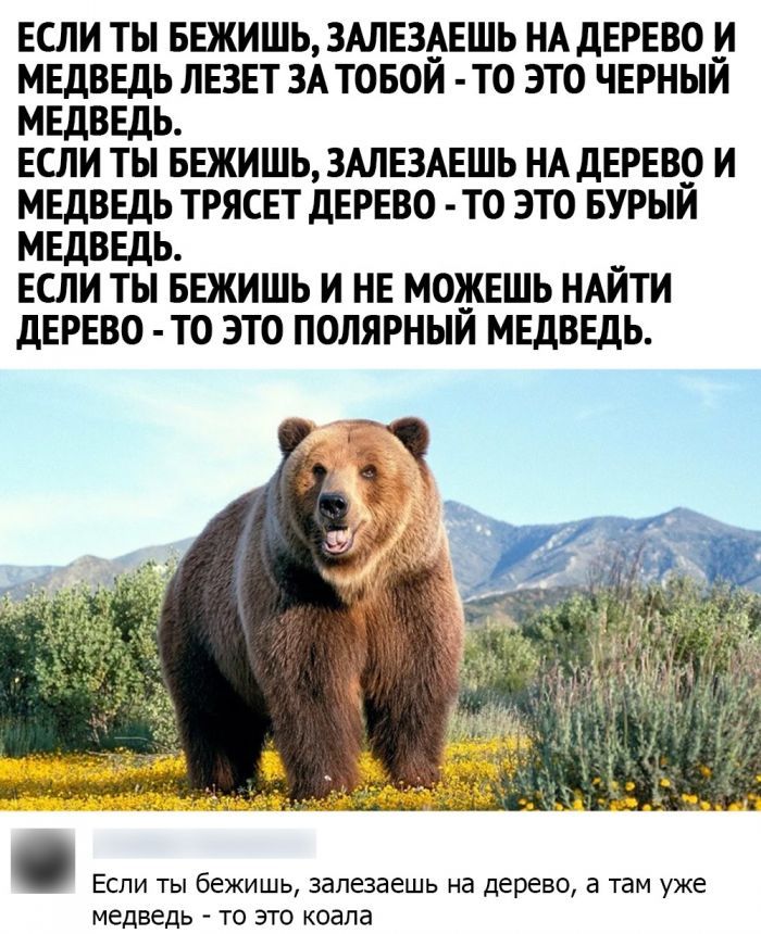 ЕСЛИ ТЬ БЕЖИШЬ ЗАЛЕЭАЕШЬ НА ДЕРЕВО _И МЕДВЕДЬ ЛЕЗЕТ ЗА ТОБОЙ ТО ЭТО ЧЕРНЫЙ МЕДВЕДЬ ЕСЛИ ТЫ БЕЖИШЬ ЗАЛЕЗАЕШЬ НА ДЕРЕВО И МЕДВЕДЬ ТРЯСЕТ ДЕРЕВО Т О ЭТО БУРЫЙ МЕДВЕДЬ ЕСЛИ ТЫ БЕЖИШЬ И НЕ МОЖЕШЬ НАЙТИ ДЕРЕВО ТО ЭТО ПОЛЯРНЫЙ МЕДВЕДЬ дд Если ты бежишь залезаешь на дерево а там уже медведь то это коапа