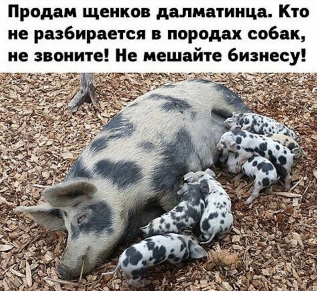 Продам щенков далматинца Кто не разбирается в породах собак