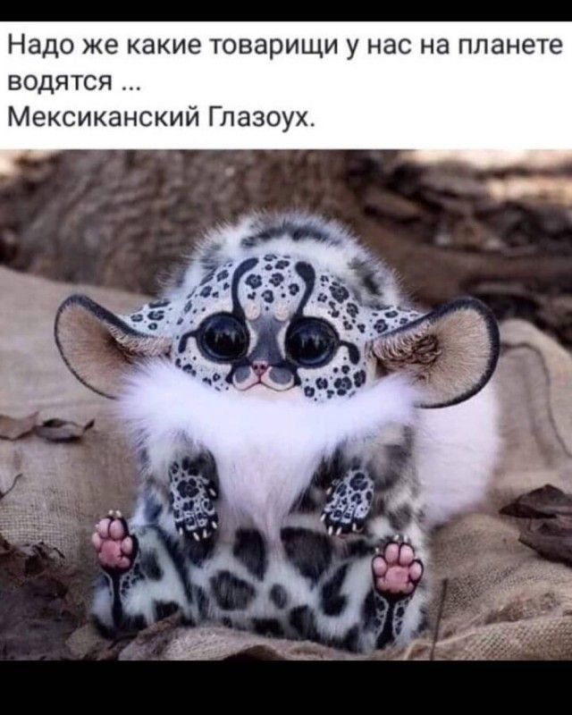 Надо же какие товарищи у нас на планете водятся Мексиканский Гпазоух