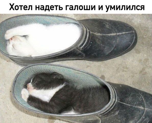 ХОТЕЛ надеть ГЗЛОШИ И УМИЛИЛСЯ