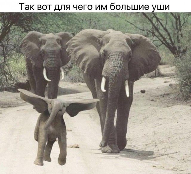 ТЭК ВОТ ДЛЯ ЧЭГО ИМ большие УШИ