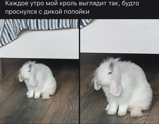 Каждое утро мой кроль выглядит так будто проснулся с дикой попойки ЁЁЁЩЁШЁЩ