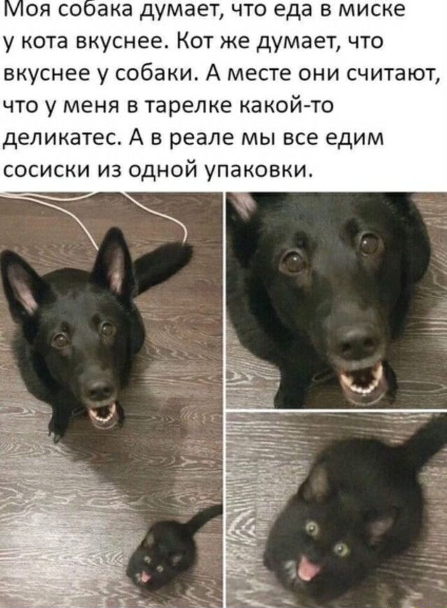 оя сссака думает что еда в миске у кота вкуснее Кот же думает что вкуснее у собаки А месте они считают что у меня в тарелке какой то деликатес А в реале мы все едим сосиски из одной упаковки