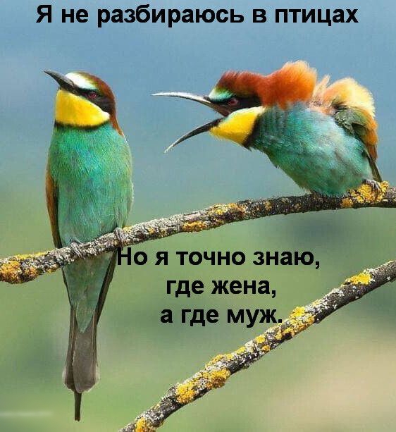 Я не разбираюсь в птицах о я точно знайі где жена а где мужу МЙ
