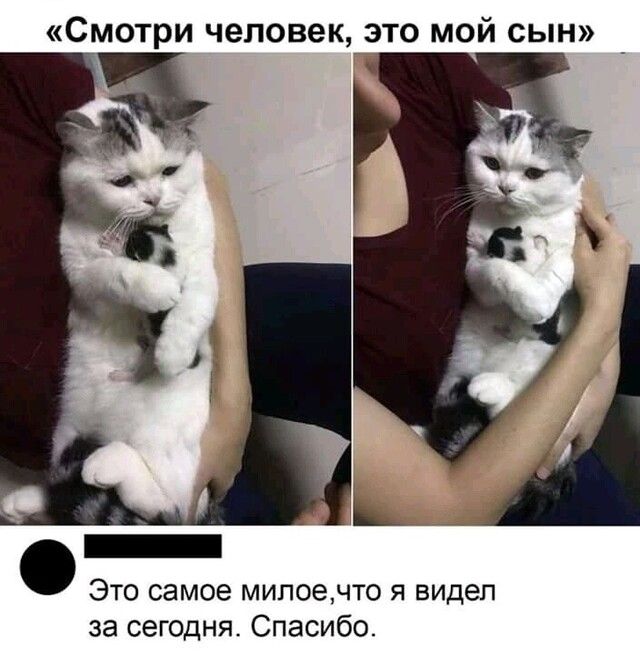 Смотри человек это мой сын Это самое мипоечто я видел за сегодня Спасибо