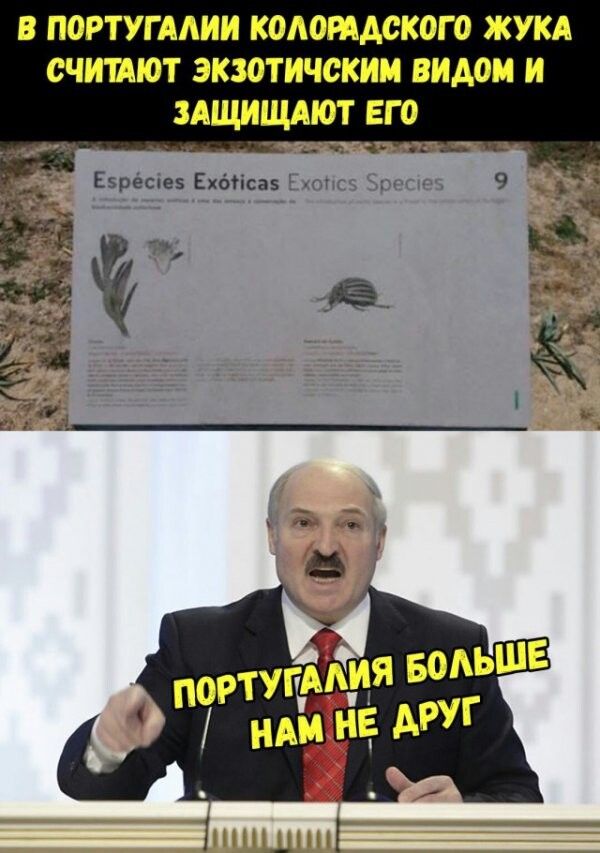 В ПОРТУГААИИ КМОПАСКОГО ЖУКА СЧИШЮТ ЭКЮТИЧСКИМ ВИАОМ И ЗАЩИЩАЮТ ЕГО Езрёсіи Ехбгісаз Е спг тггч