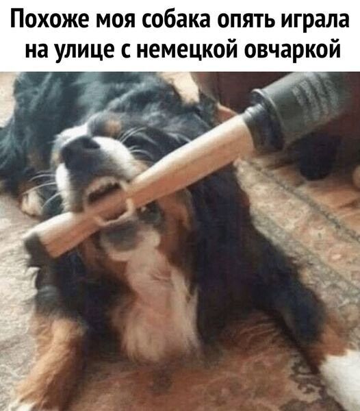 Похоже моя собака опять играла на улице с немецкой овчаркой