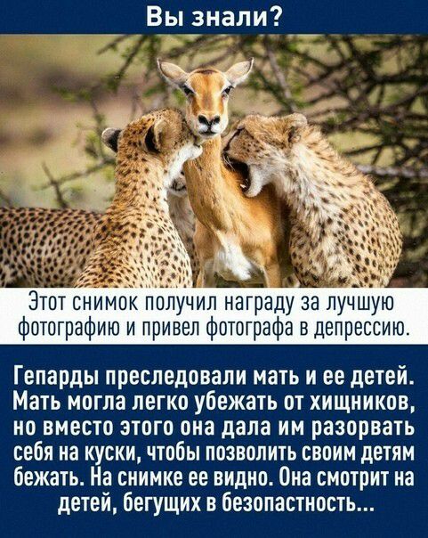 Вы_знали_ Этот снимок получил награду за лучшую Фотографию и привел фотографа в депрессию Гепарды преследовали мать и ее детей Мать могла легко убежать от хищников но вместо этого она дала им разорвать себя на куски чтобы позволить своим детям бежать На снимке ее видно Она смотрит на детей бегущих в безопастность
