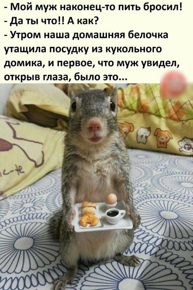 Мой муж наконец то пить бросил да ты что А как Утром наша домашняя белочка утащила посудку из кукольного домика и первое что муж увидел открыв глаза было это