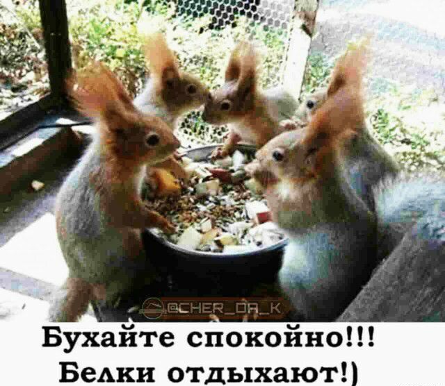 Бухайте спокойно Бедки отдыхают