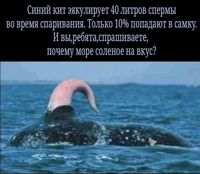 Синий кит эякулирует 40 литров спермы во время спаривания Только 10 попадают в самку И выребятаспрашиваете почему море соленое на вкус