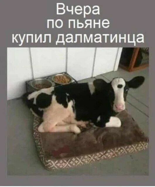 Вчера по пьяне купил далматинца